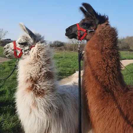 فندق مبيت وإفطار Le Fief Guibert D'hotes - - Elevage De Lamas En Vendee