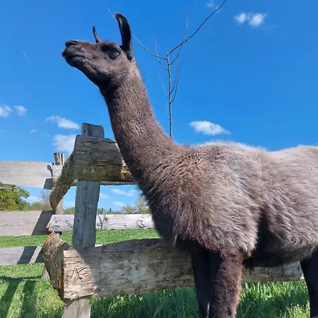 Le Fief Guibert D'hotes - - Elevage De Lamas En Vendee فندق مبيت وإفطار *