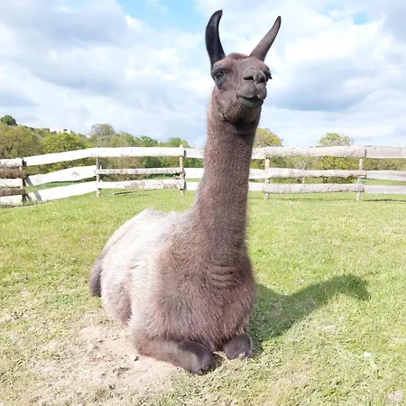 فندق مبيت وإفطار Le Fief Guibert D'hotes - - Elevage De Lamas En Vendee Le Poiré-sur-Vie