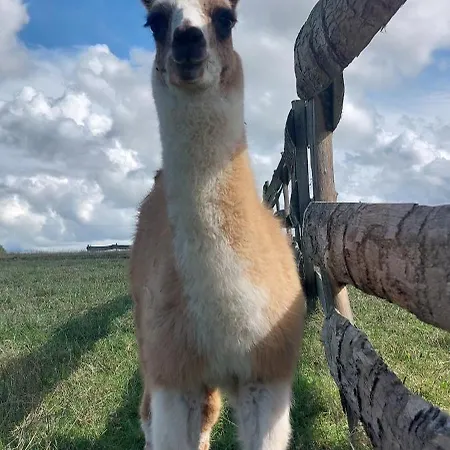 Le Fief Guibert D'hotes - - Elevage De Lamas En Vendee