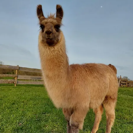 Le Fief Guibert D'hotes - - Elevage De Lamas En Vendee 3* Le Poiré-sur-Vie