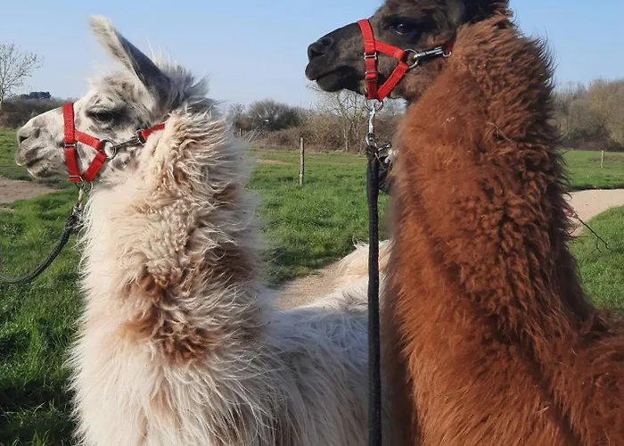 Couette-café Le Fief Guibert D'hôtes - - élevage De Lamas En Vendée