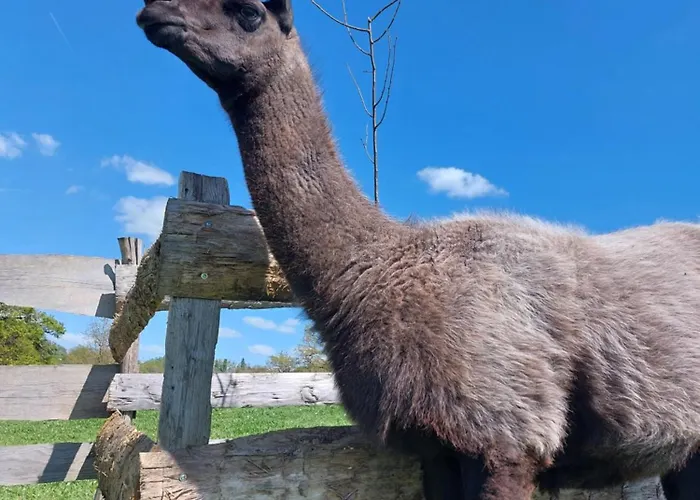 Le Fief Guibert D'hôtes - - élevage De Lamas En Vendée Couette-café 3*