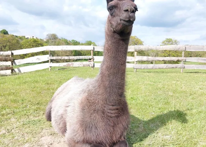 Couette-café Le Fief Guibert D'hôtes - - élevage De Lamas En Vendée Le Poiré-sur-Vie