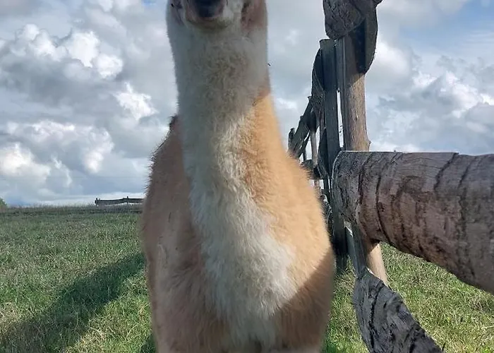 Le Fief Guibert D'hôtes - - élevage De Lamas En Vendée