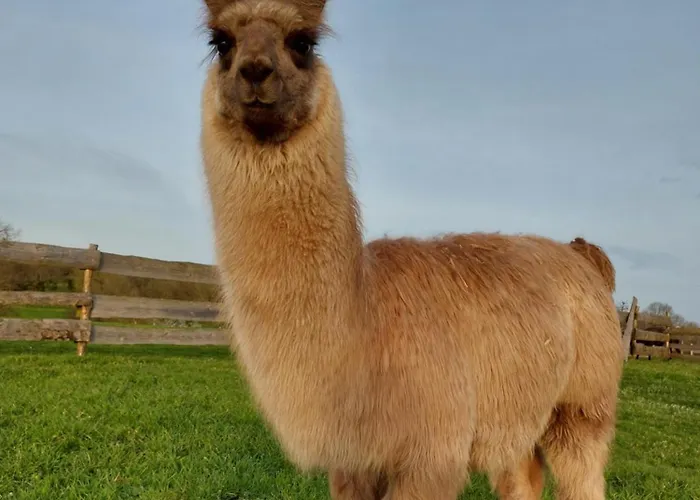 Le Fief Guibert D'hôtes - - élevage De Lamas En Vendée 3* Le Poiré-sur-Vie